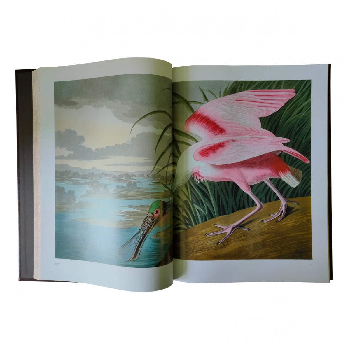 Птицы Америки