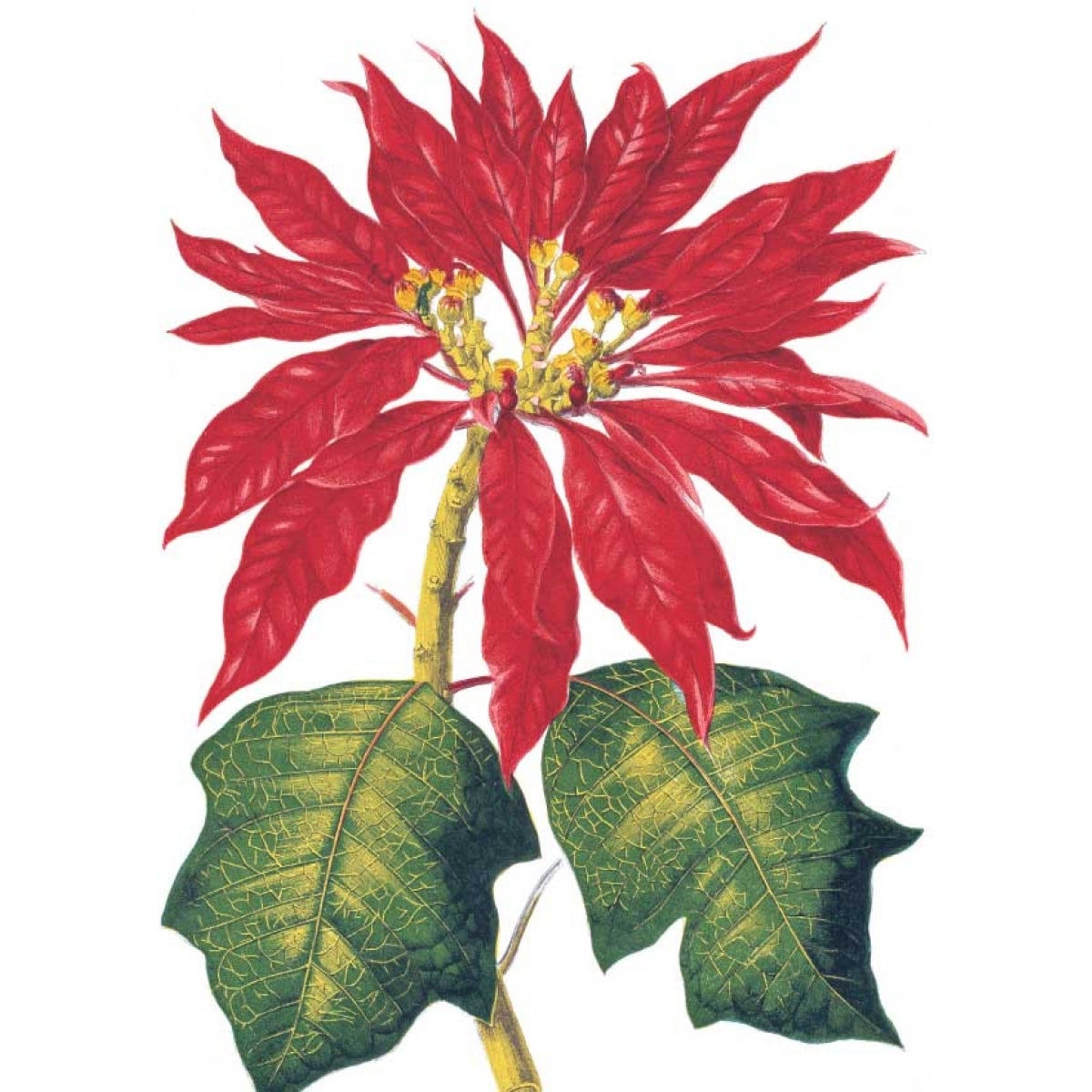 Растения с цветными листьями