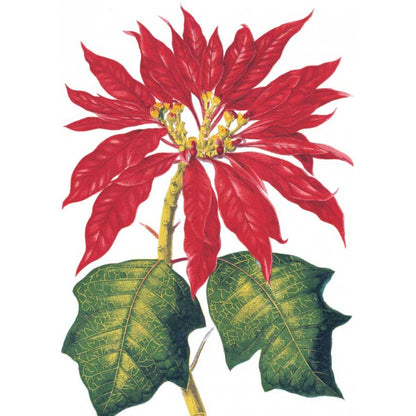 Растения с цветными листьями