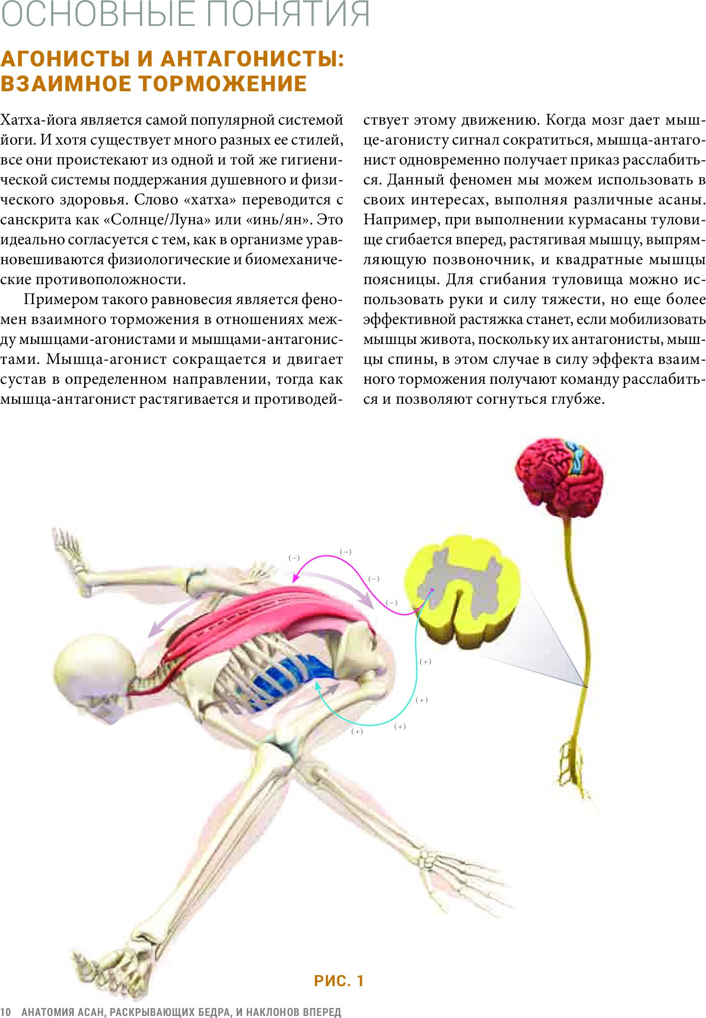 Анатомия асан, раскрывающих бедра, и наклонов вперед