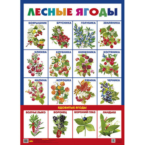 Плакат. Лесные ягоды ; Плакат. Лесные ягоды