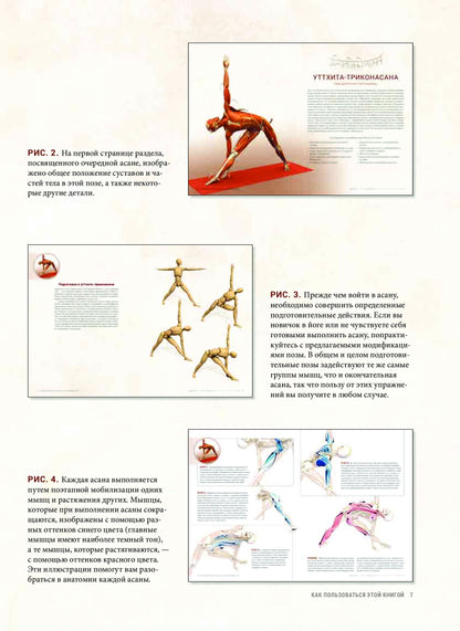 Анатомия виньяса-флоу и асан, выполняемых стоя
