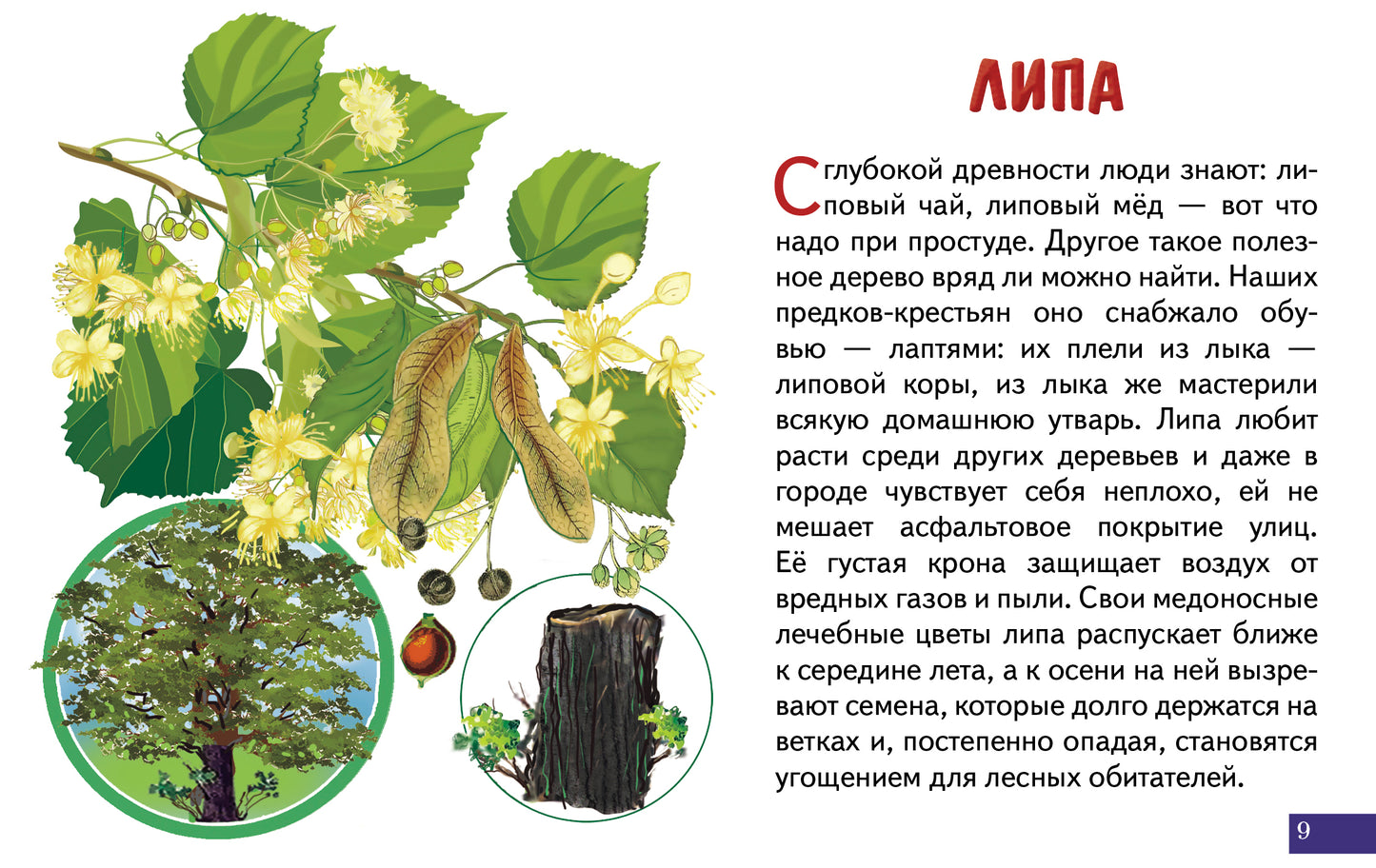 Карточки. Деревья; Карточки. Деревья