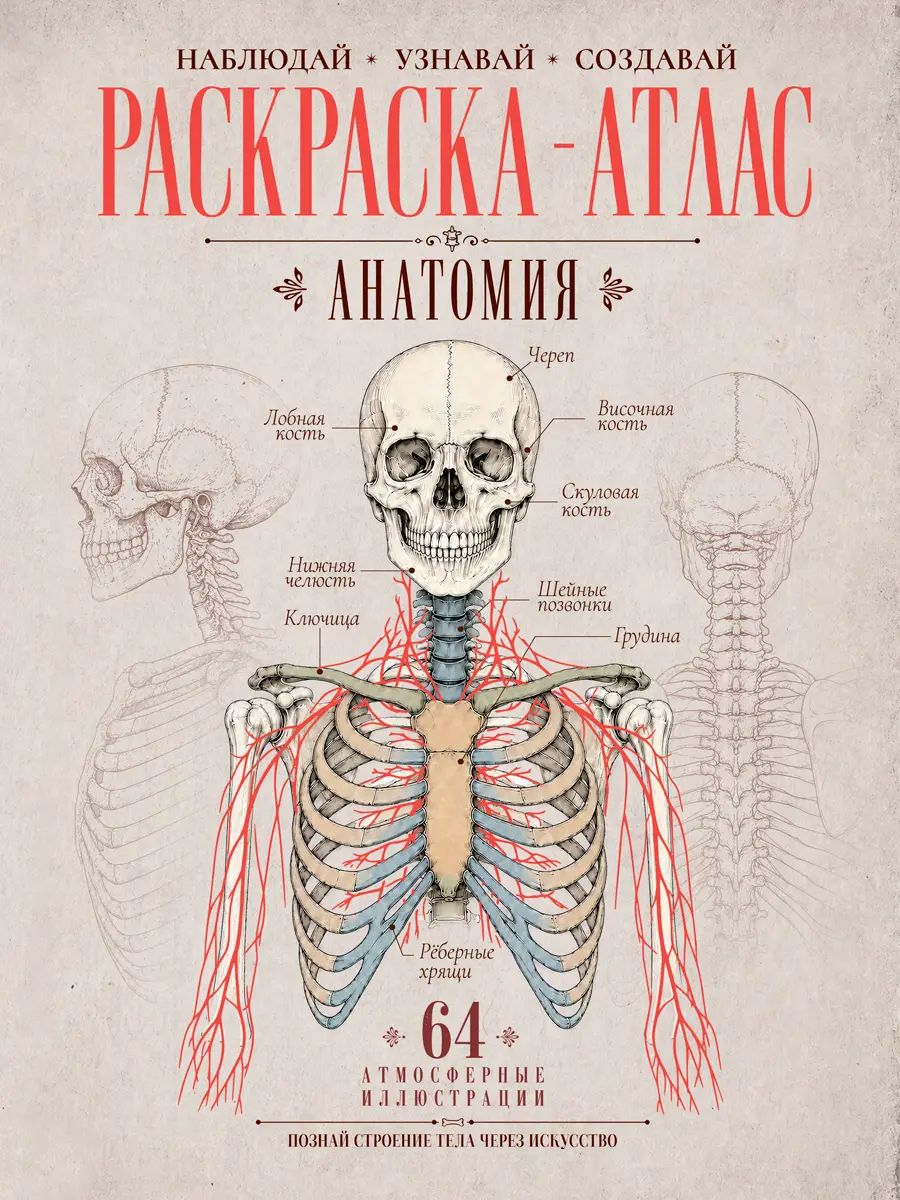 РАСКРАСКА с тиснением А4. Раскраска-атлас. Анатомия
