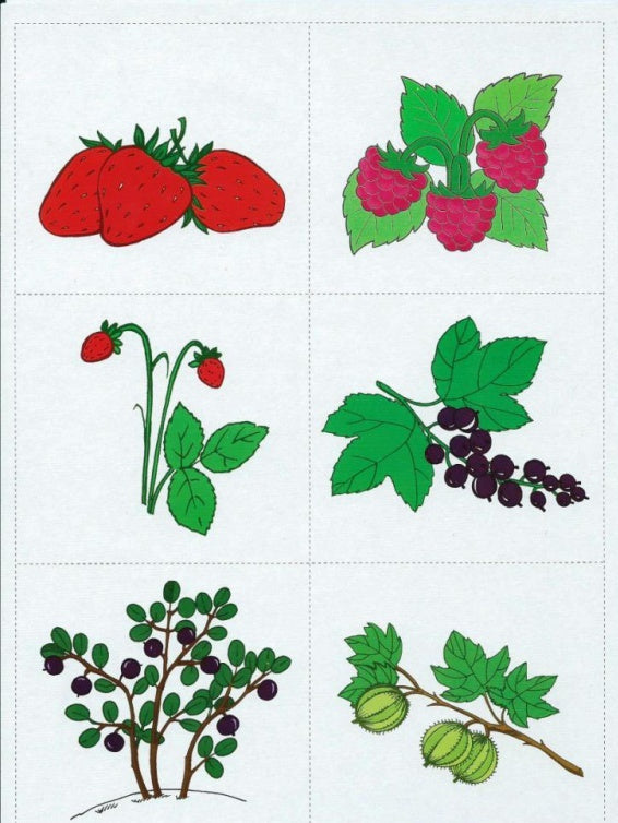 Ягоды: демонстр. интерактивные карточки