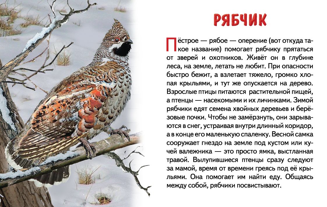 Карточки. Зимующие птицы России ; Карточки. Зимующие птицы России