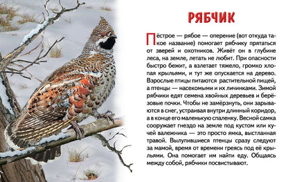 Карточки. Зимующие птицы России ; Карточки. Зимующие птицы России