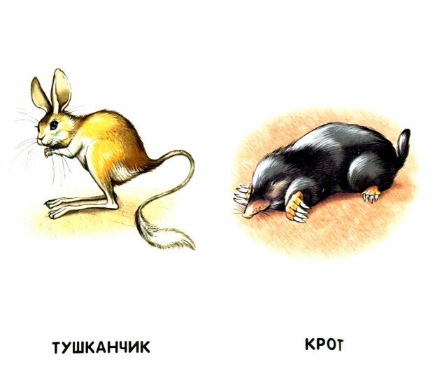 Сиреневые книжки (F) - Любимые животные
