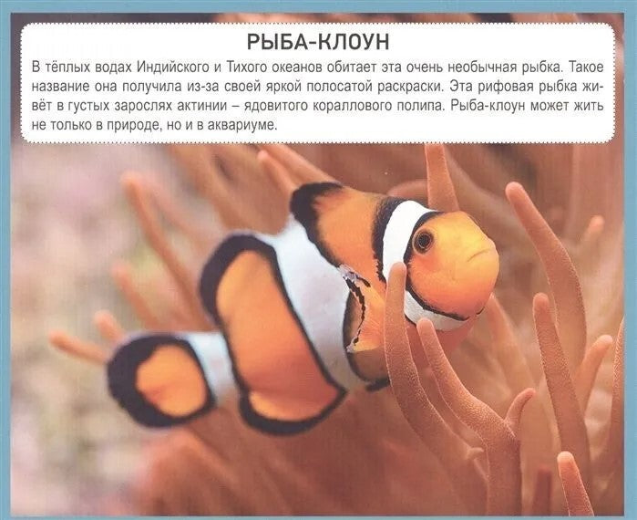 РАЗУМНЫЕ КАРТОЧКИ. ПОДВОДНЫЙ МИР