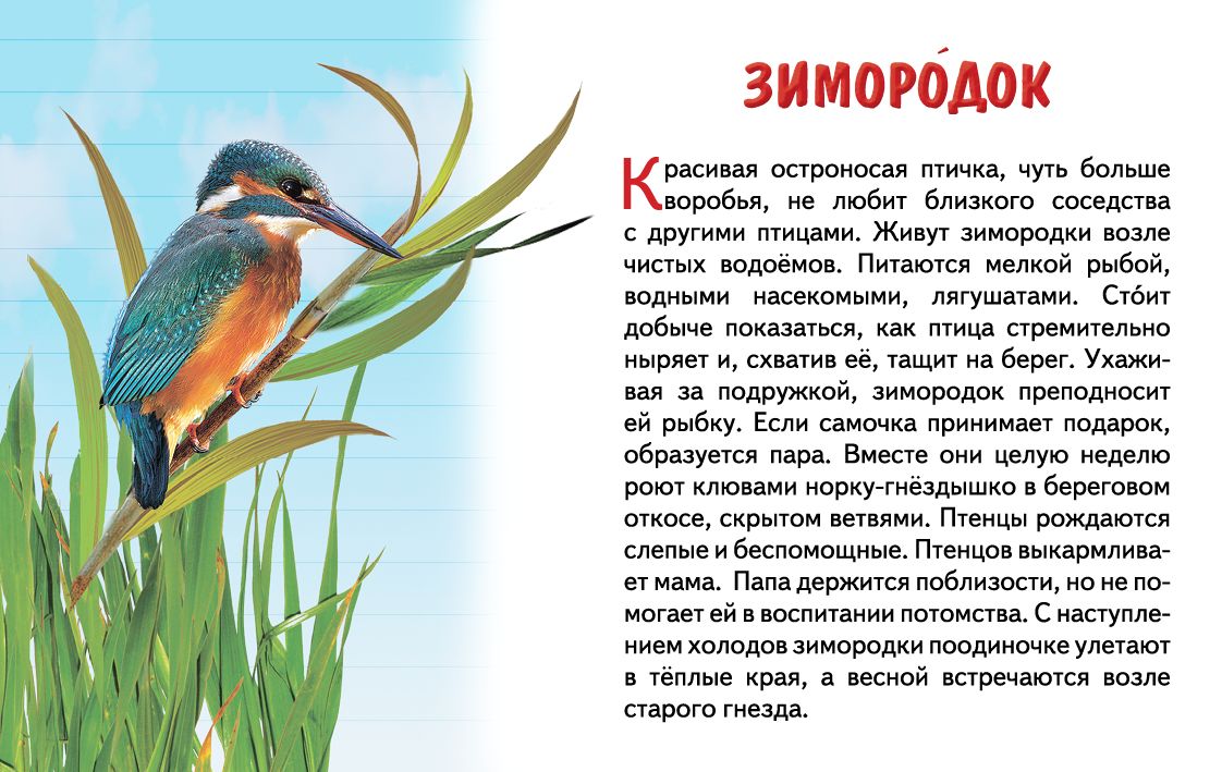 Карточки (европодвес). Перелетные птицы России; Карточки (европодвес). Перелетные птицы России