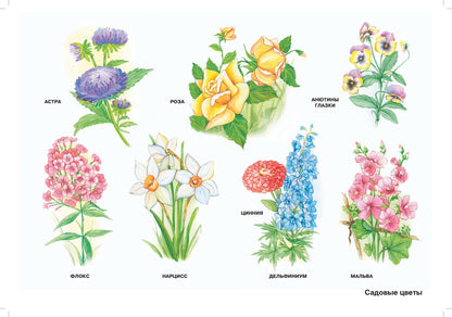 Мир природы. Растения. Конспекты занятий к серии демонстрац.плакатов для развития первичных естественно-научных предст.у дошк.: нагл.-дидакт. пособие.4-7л.ФГОС.