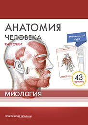 Анатомия человека: КАРТОЧКИ (43шт). Миология. Русские и латинские названия анатомических структур.