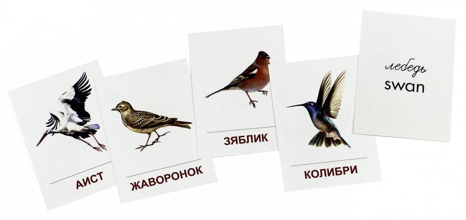 Демонстрационные  картинки "Птицы разных широт".16 раздаточных карточек с текстом