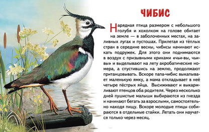 Карточки (европодвес). Перелетные птицы России; Карточки (европодвес). Перелетные птицы России