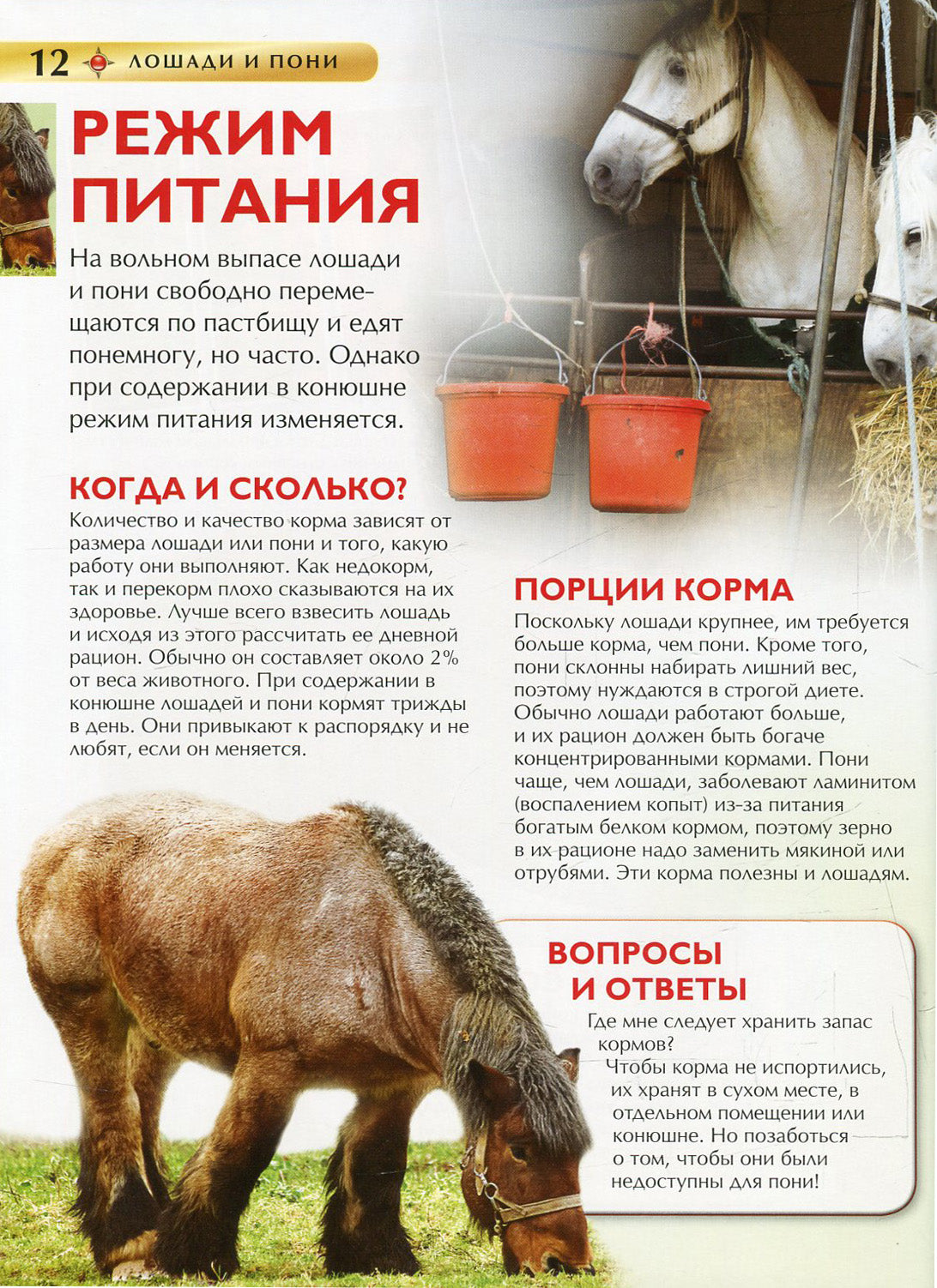 Лошади и пони. Детская энциклопедия
