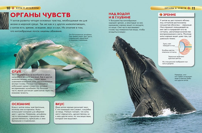 Киты и дельфины. Детская энциклопедия