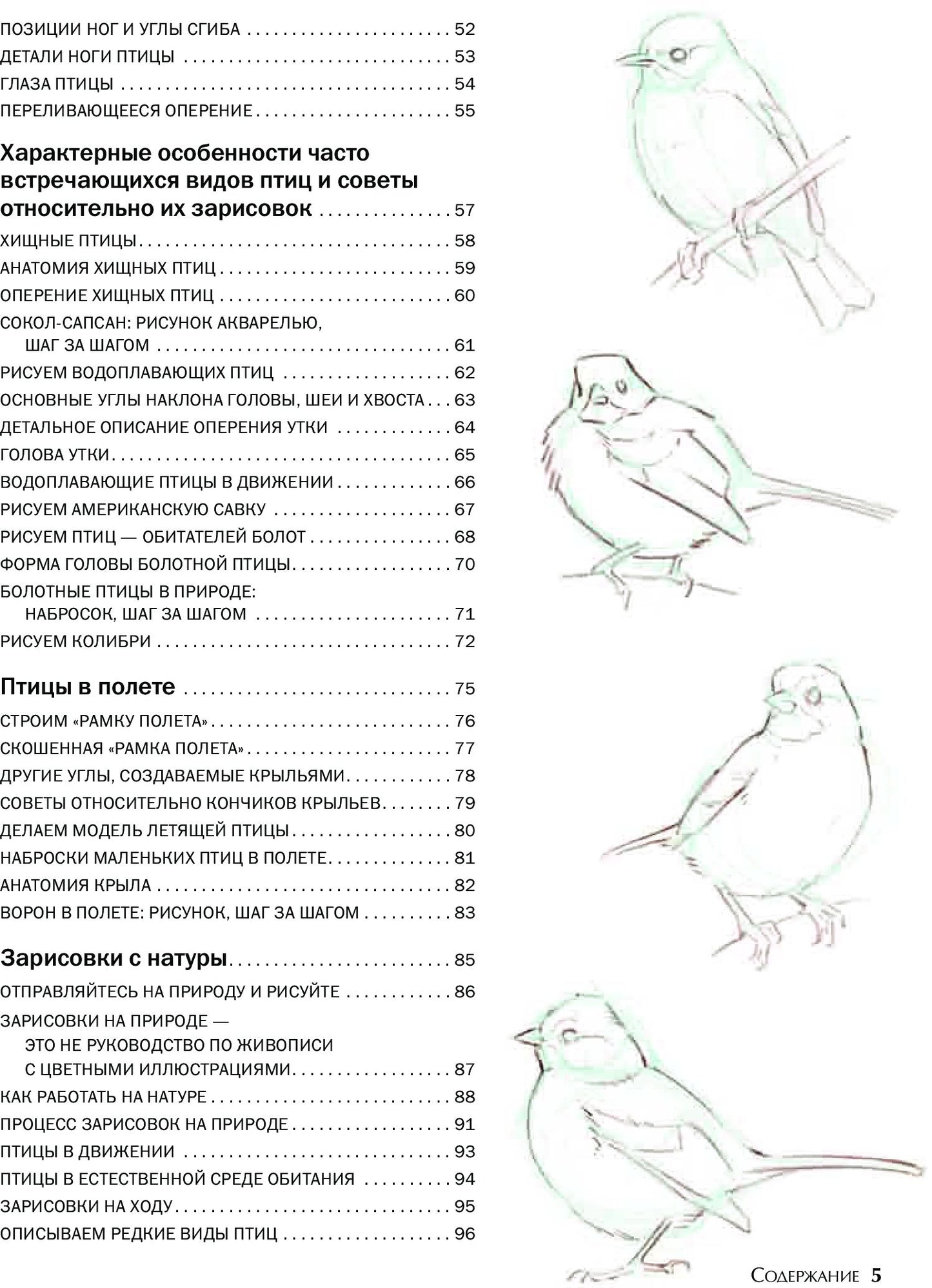 Как рисовать птиц