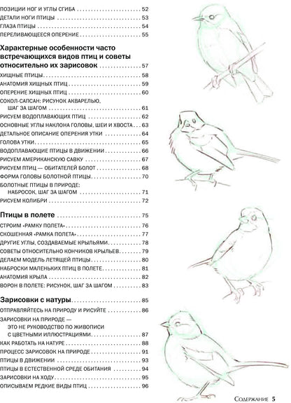 Как рисовать птиц