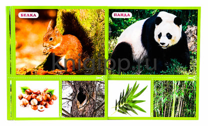 РАЗУМНЫЕ КАРТОЧКИ. ЖИВОТНЫЕ. ГДЕ ЖИВУТ? ЧТО ЕДЯТ?