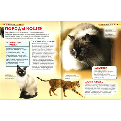 Кошки и котята. Детская энциклопедия