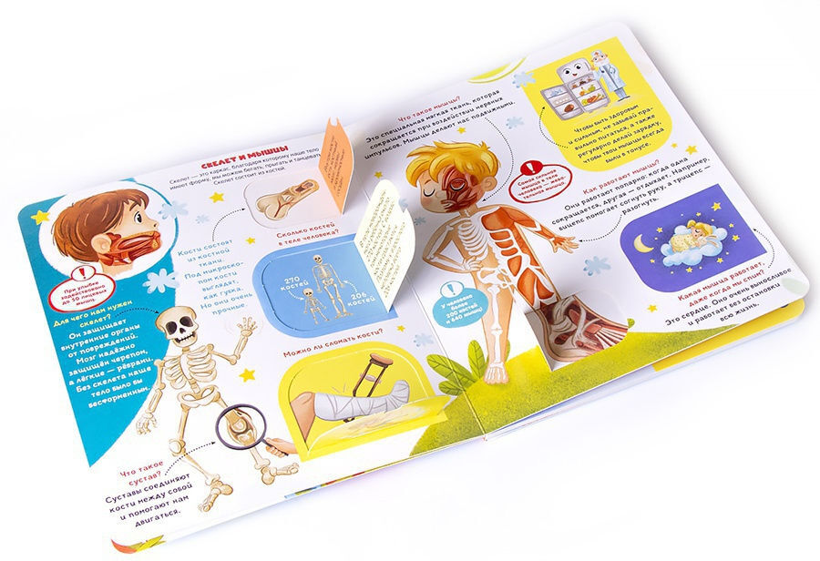 Книжка с окошками. Как устроен человек?