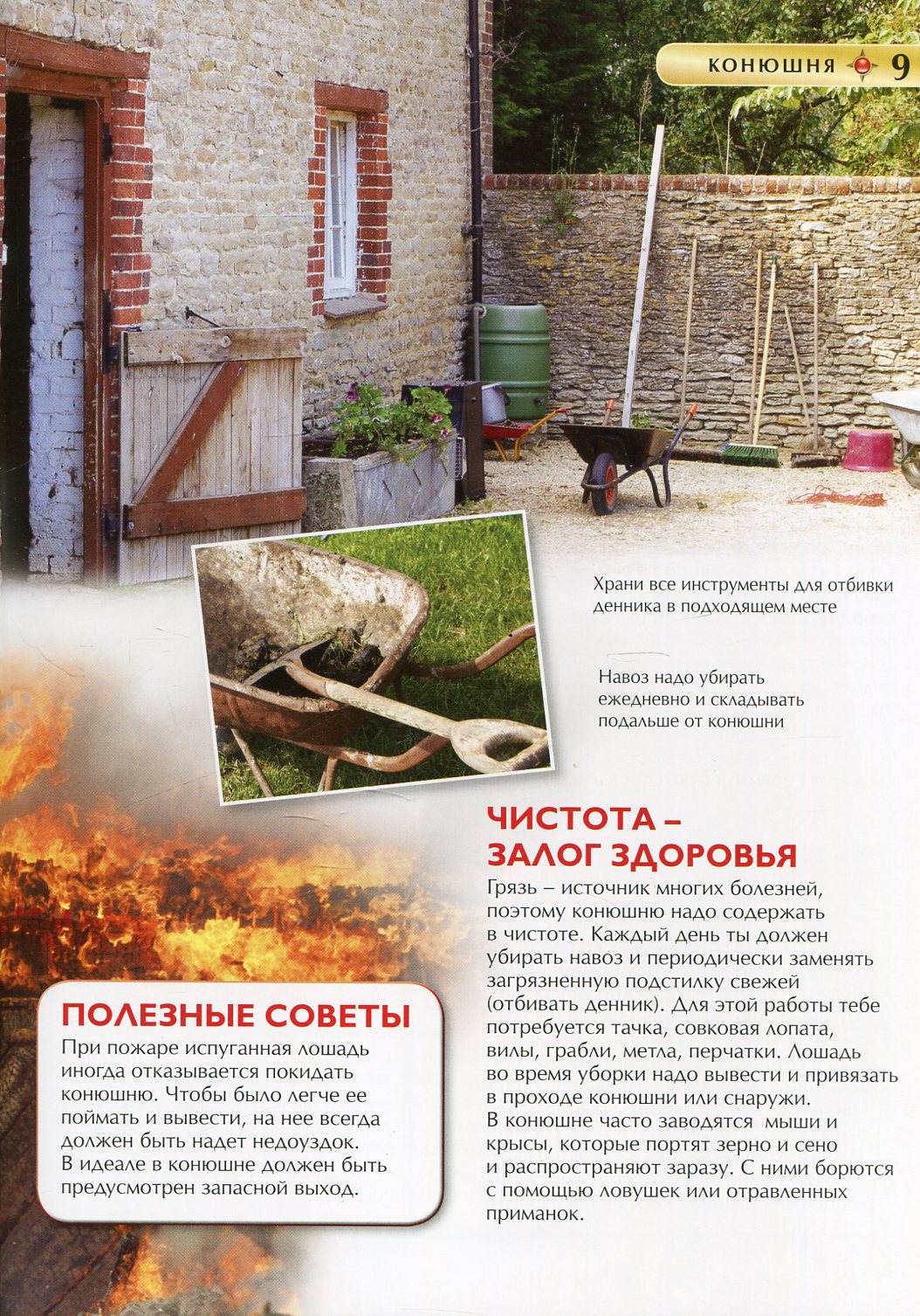 Лошади и пони. Детская энциклопедия