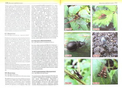 Болезни и вредители роз, хвойных и других декоративных растений. Атлас-определитель