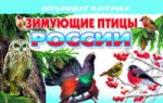 Карточки. Зимующие птицы России ; Карточки. Зимующие птицы России