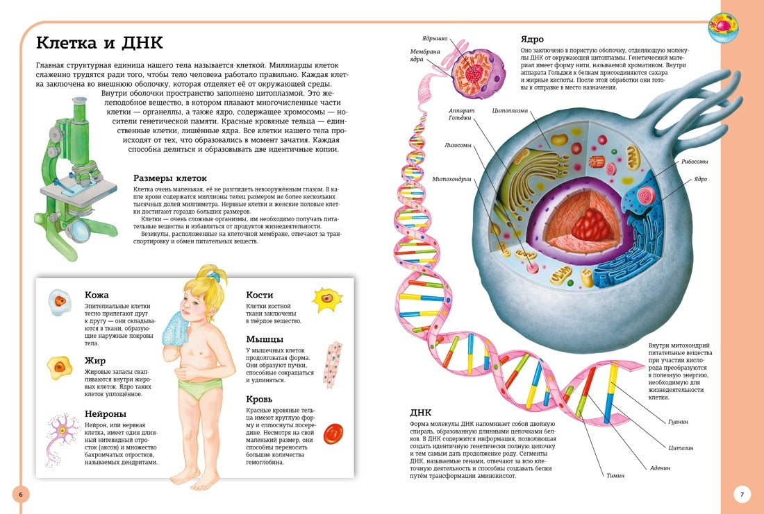 Первый атлас анатомии человека