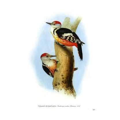 Птицы Европы