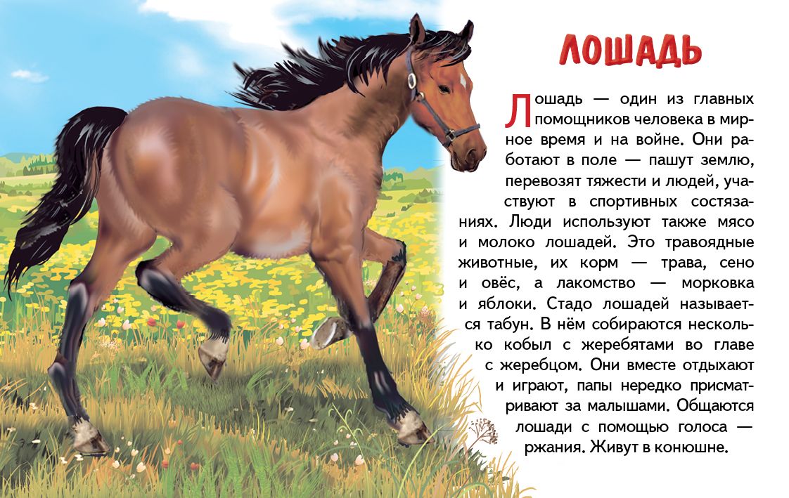 Карточки. Домашние животные ; Карточки. Домашние животные