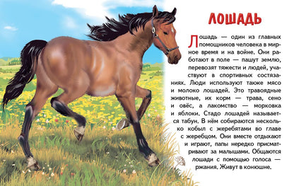 Карточки. Домашние животные ; Карточки. Домашние животные