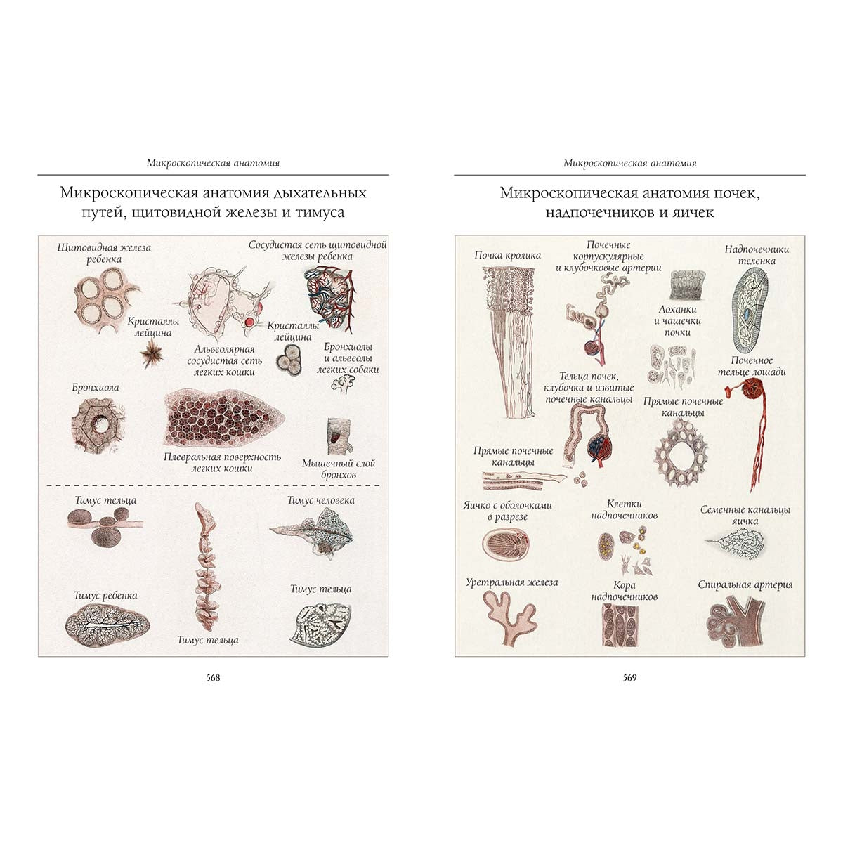 Атлас анатомии человека. Все органы человеческого тела. Grande collection