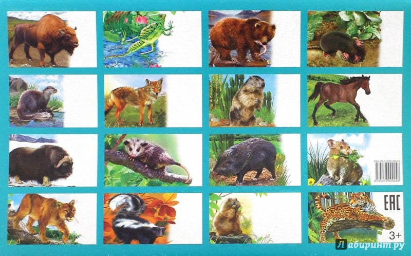 Карточки. Животные Северной Америки ; Карточки. Животные Северной Америки