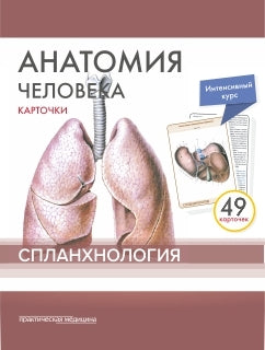 Анатомия человека: КАРТОЧКИ (49шт). Спланхнология. Название анатомических структур на Русском и Латинском языках.
