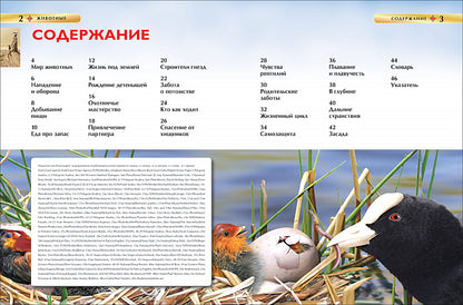 Животные. Детская энциклопедия