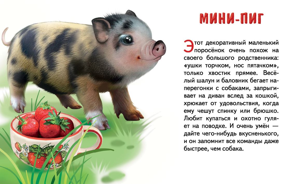 Карточки. Домашние любимцы ; Карточки. Домашние любимцы