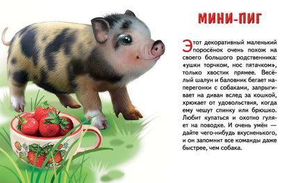 Карточки. Домашние любимцы ; Карточки. Домашние любимцы