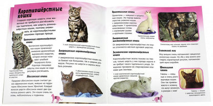 Прикольный подарок/Кот-шоу