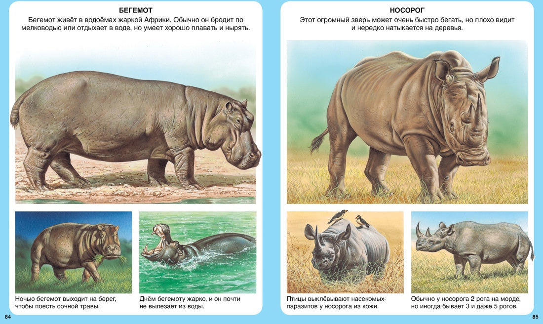 Животные (нов.оф.)