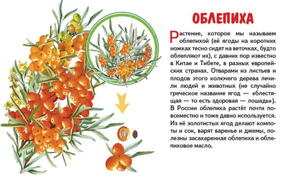 Карточки. Садовые ягоды ; Карточки. Садовые ягоды