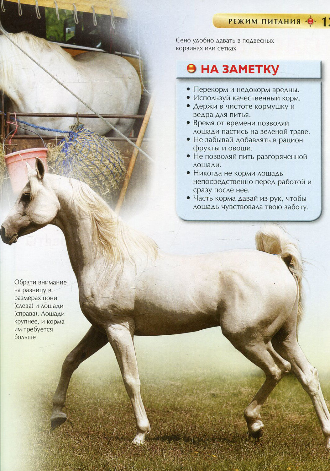 Лошади и пони. Детская энциклопедия