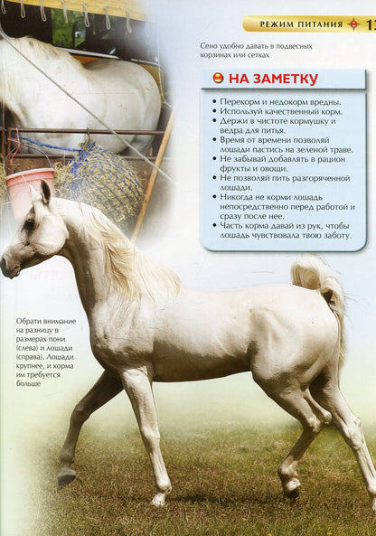 Лошади и пони. Детская энциклопедия