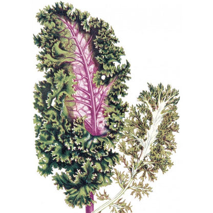 Растения с цветными листьями