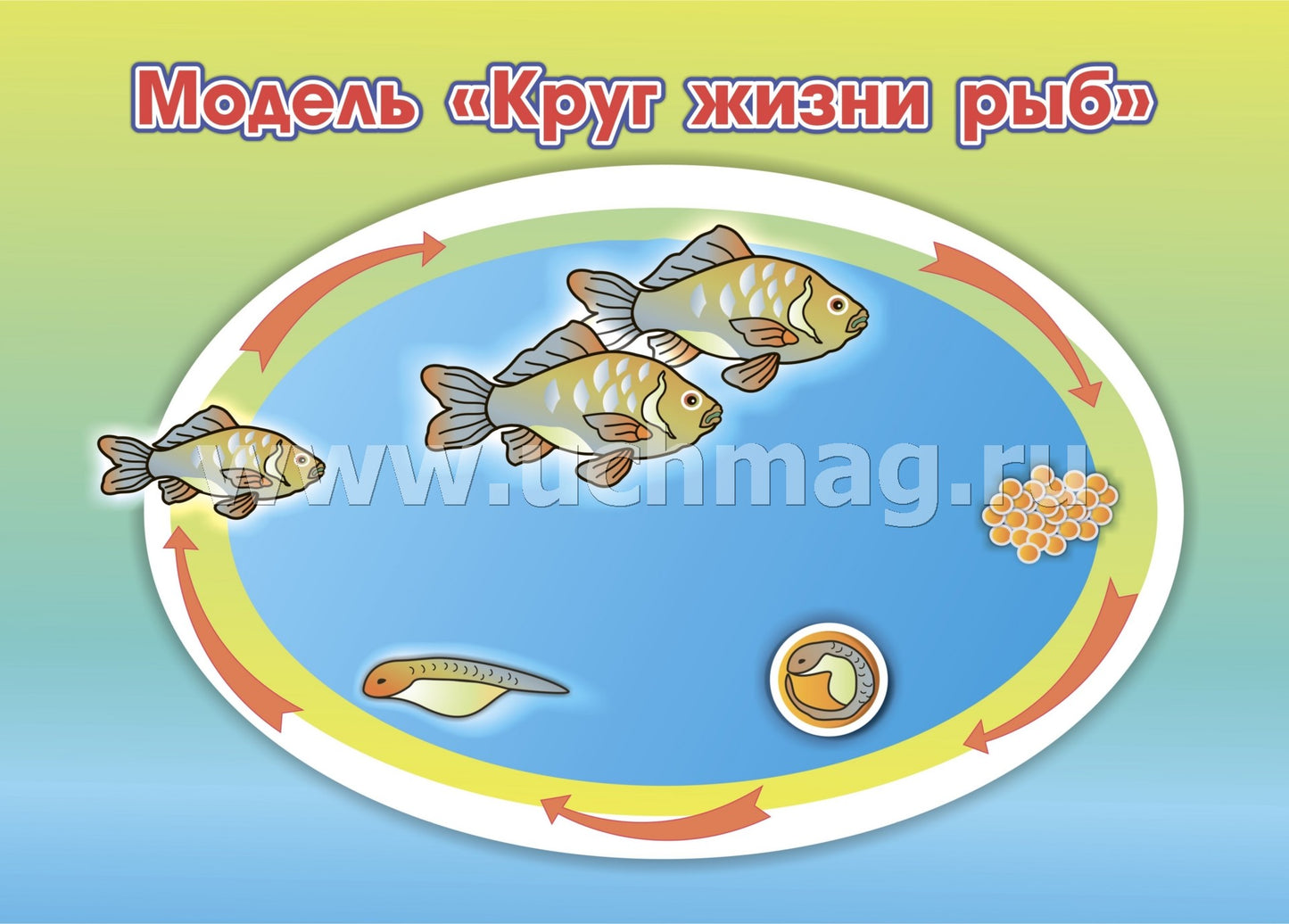 ФГОС ДО Развитие экологической культуры детей 5-8 лет. Комплект Мир животных. Образовательная область "Познавательное развитие". (32 цветные односторонние иллюстрации, 8 черно-белых двухсторонних карт, формат А4)