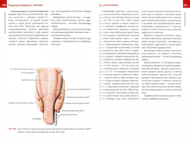 Анатомия человека. Атлас. В III томах. Том II. Учение о внутренностях, органах имунной системы, лимфатической системе, эндокринных железах и сосудах. 2-е издание, переработанное