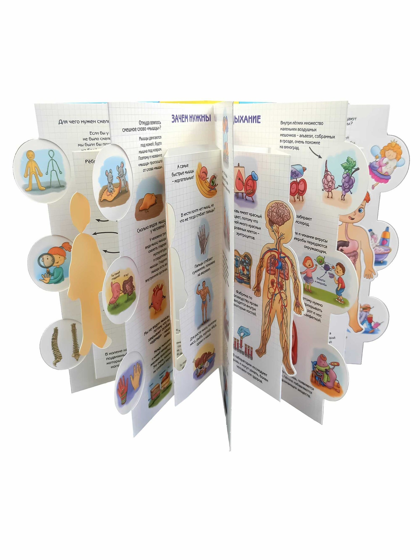 Энциклопедия 3Д СЕКРЕТЫ ЧЕЛОВЕКА твёрдый