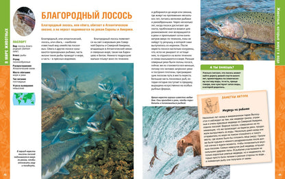 В мире животных