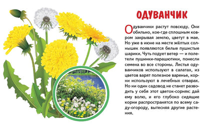 Карточки. Полевые цветы ; Карточки. Полевые цветы