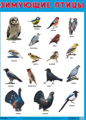Развивающие плакаты. Зимующие птицы